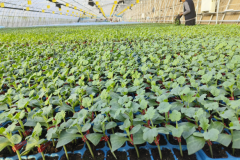 农业新质生产力看北京｜京味农产品 搭上科技顺风车