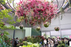 第九届国际月季大会在京开幕 千余种月季亮相
