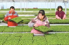 健全推进乡村全面振兴长效机制